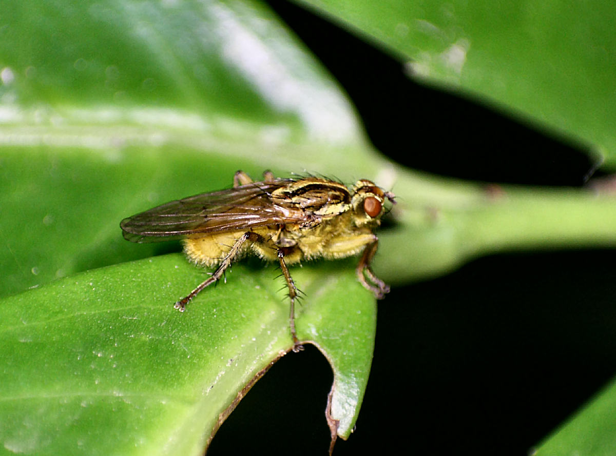 moschina da identificare